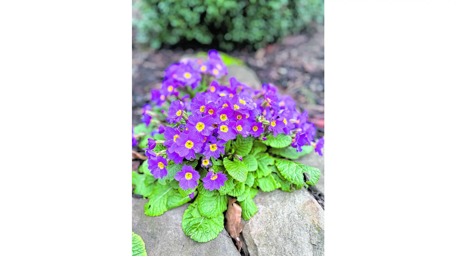 Lust auf Frühling (Foto: red)