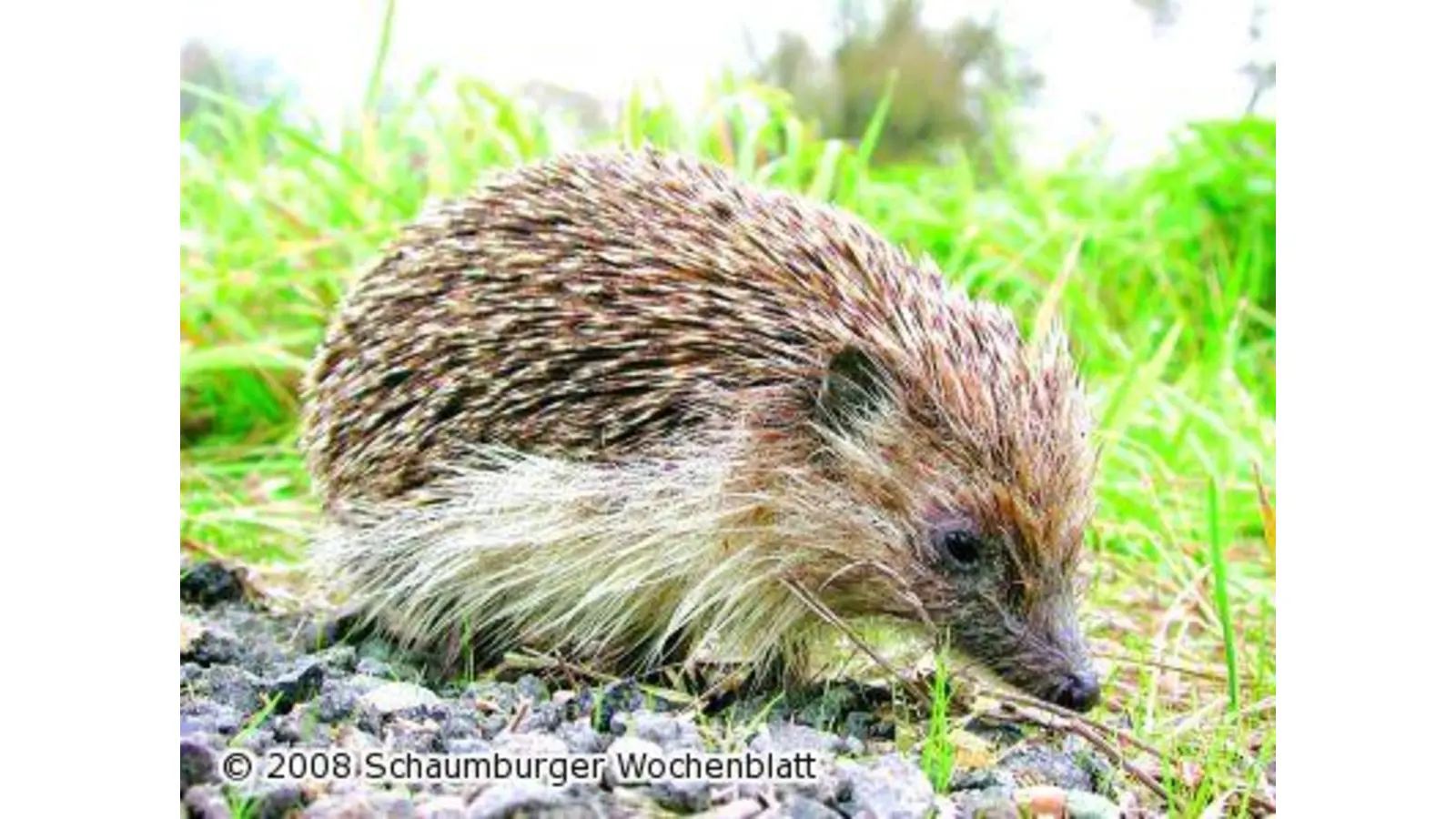 Tipps vom Naturschutzbund zum Osterfeuer (Foto: ste)