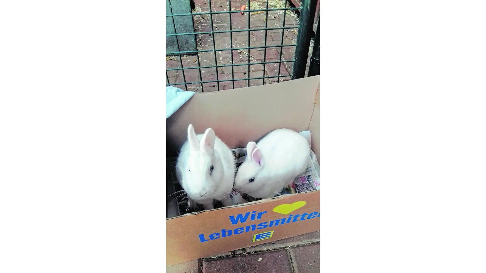 Kaninchen besonders makaber ausgesetzt (Foto: red)