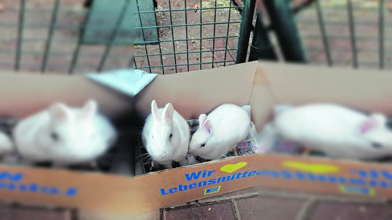 Kaninchen besonders makaber ausgesetzt (Foto: red)