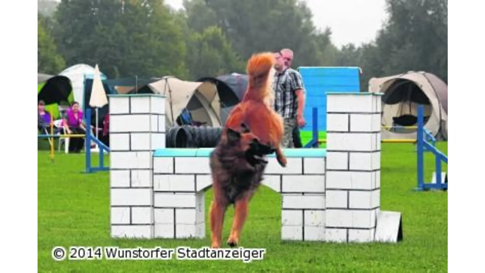 Sportliche Hunde fliegen über den Parcours (Foto: tau)