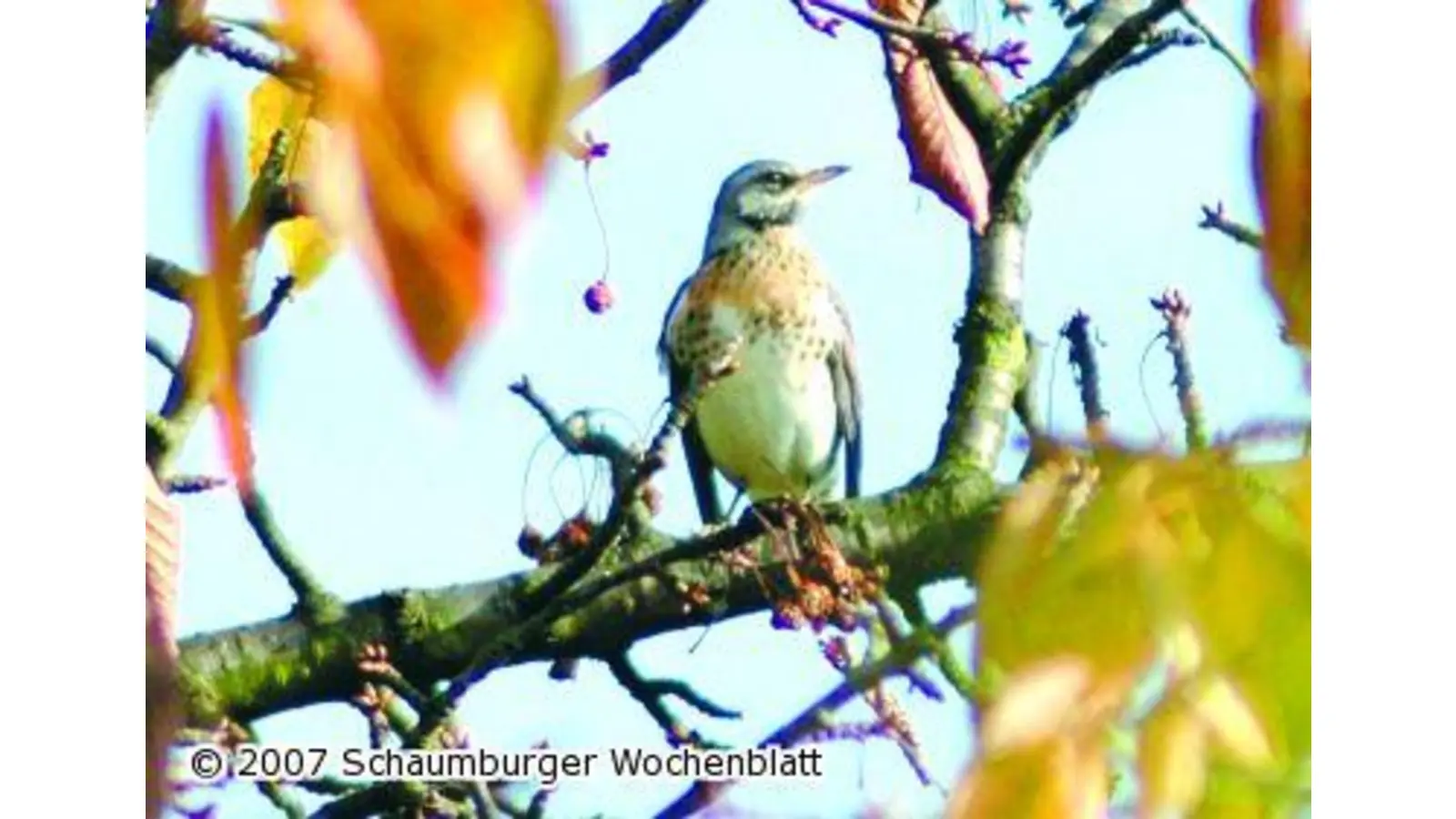 Wacholderdrossel ist wieder da (Foto: tt)