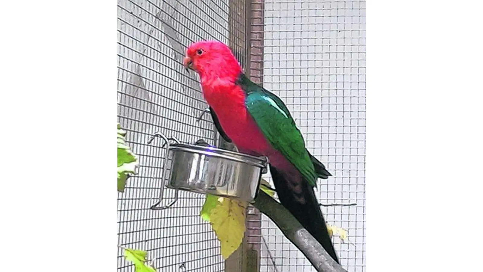 Vogelschau und Vogelbörse (Foto: pp)