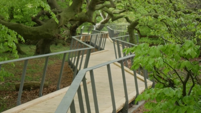 Geschwungener Weg: Ein interessanter Blick auf die Süntelbuchen. (Foto: gk)