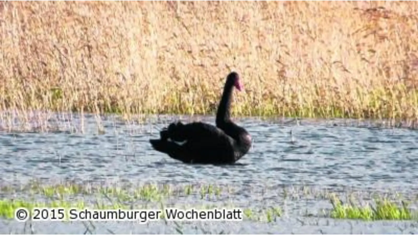 Irrgast im Naturschutzgebiet (Foto: em)
