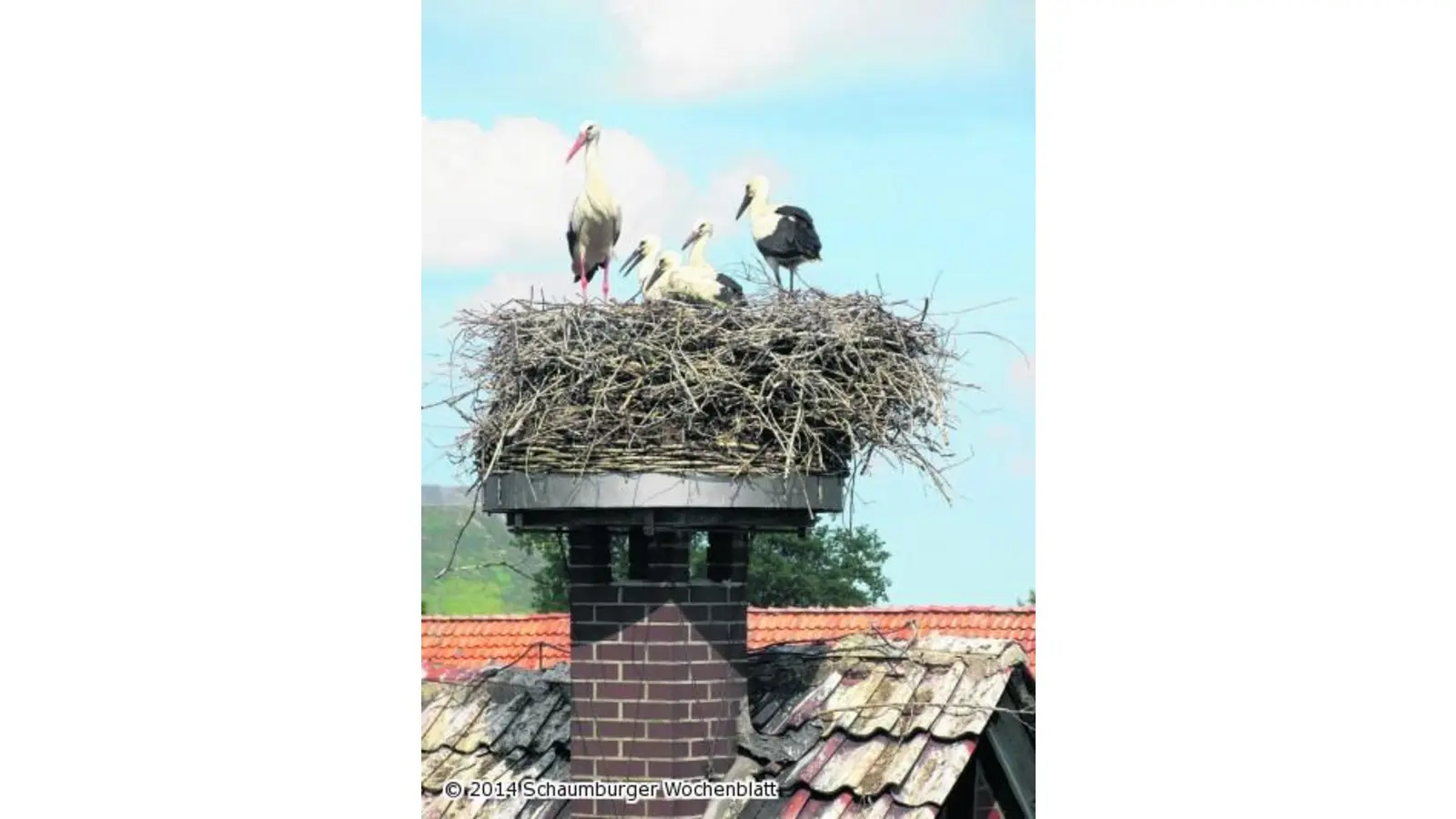 Jungstörche sind wohlauf (Foto: gi)