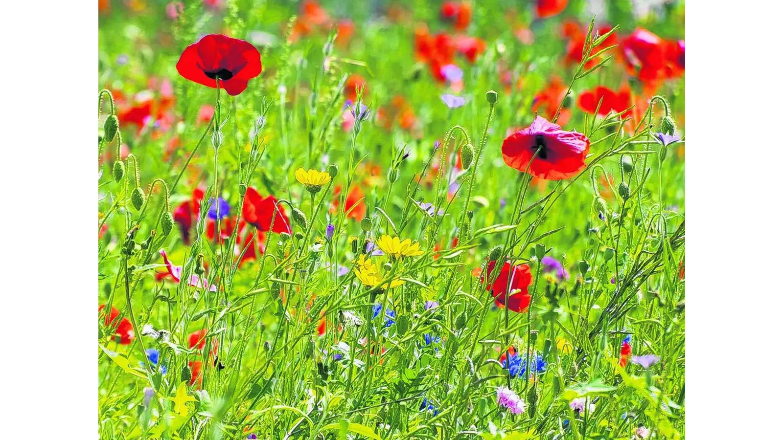 Das bunte Wunder erleben (Foto: red)