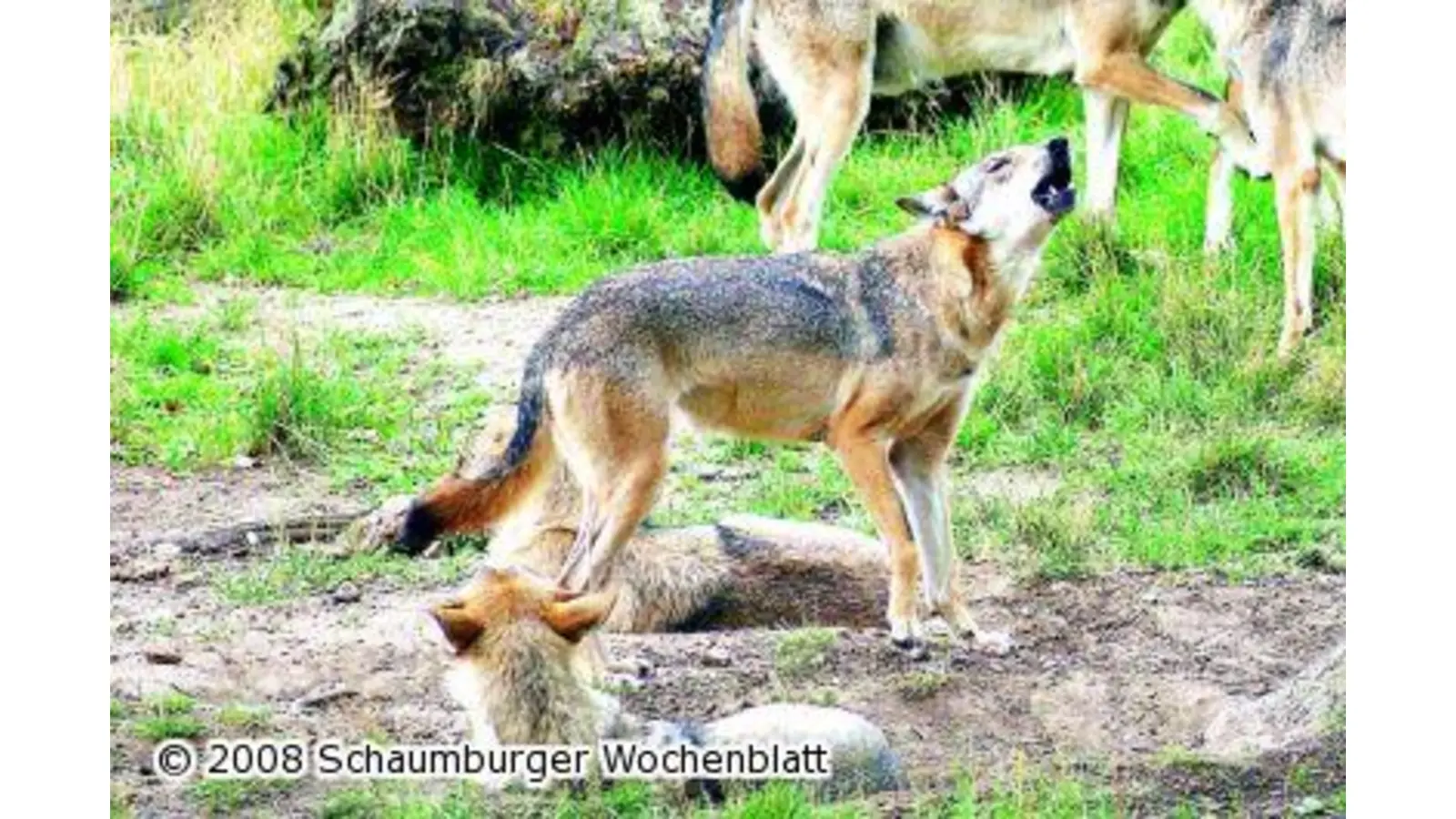 Großes Kinderfest im Wisentgehege (Foto: red)