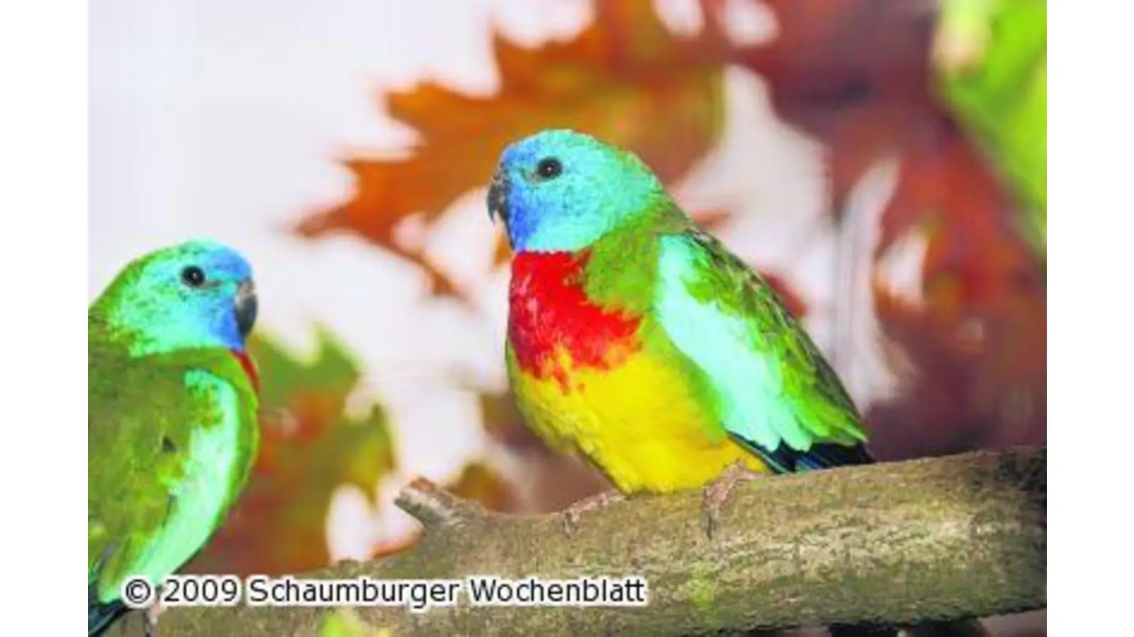Prächtiges Federvieh trifft exotische Flossenträger (Foto: bb)