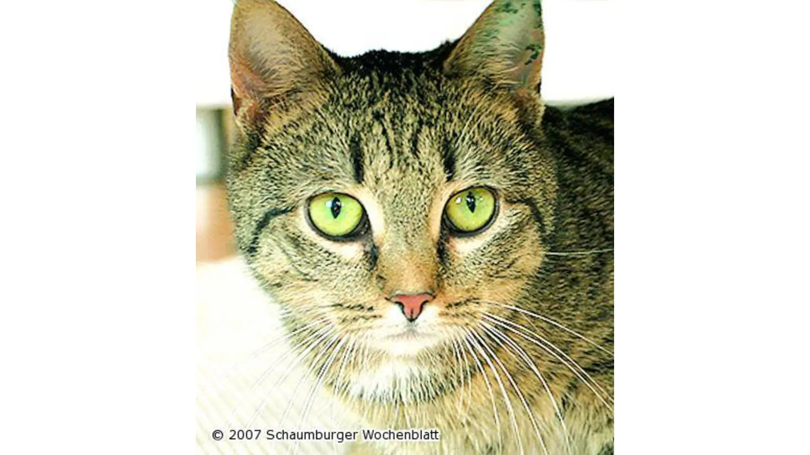 Kater ist verschwunden (Foto: red)