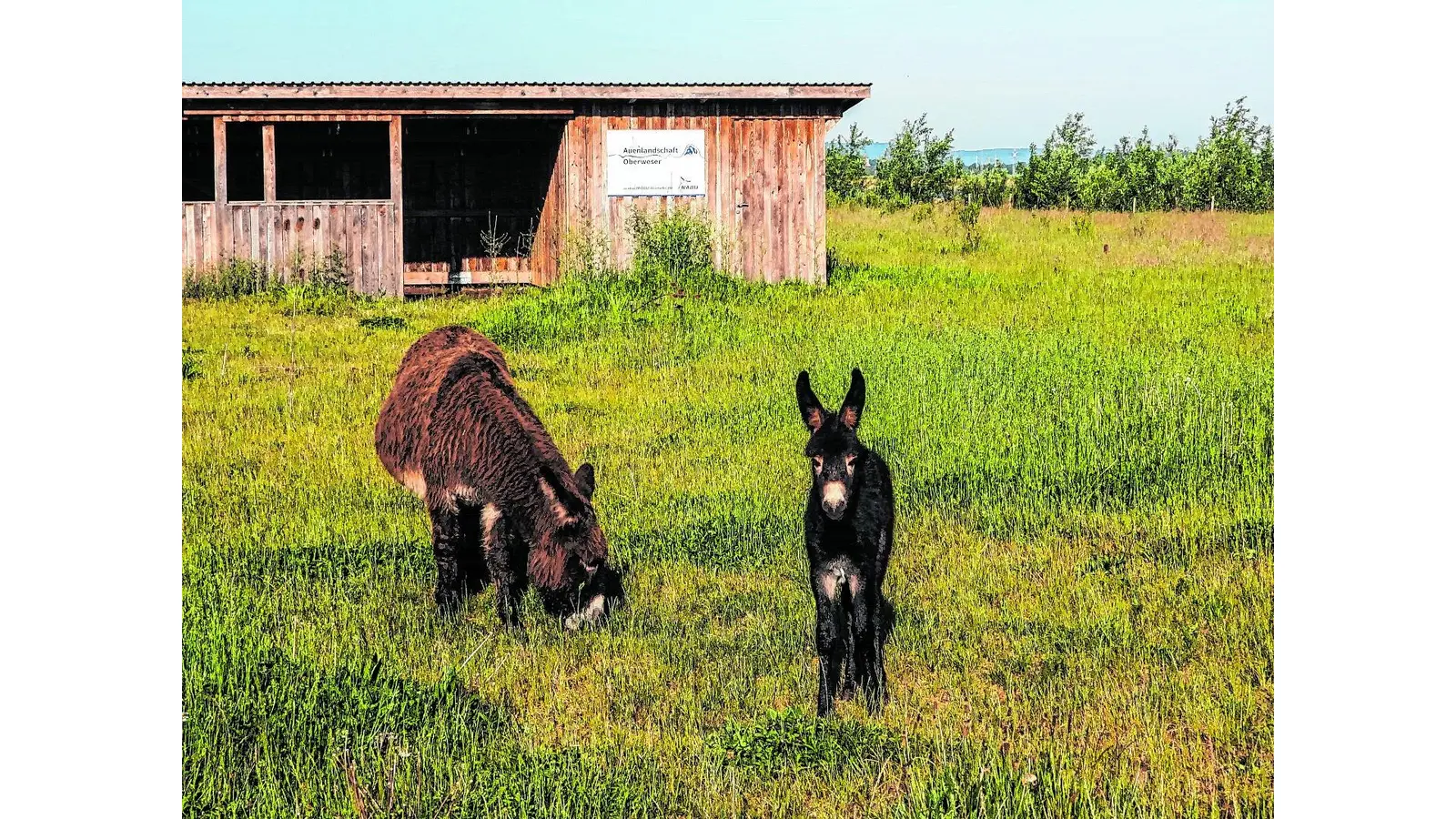 Die Auenlandschaft im Frühsommer entdecken (Foto: red)