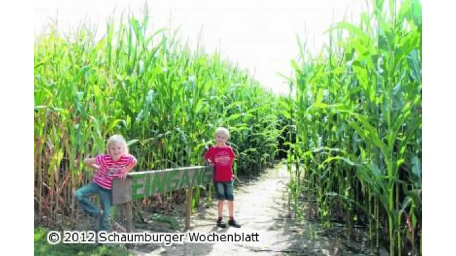 Im Maislabyrinth ist der Orientierungssinn gefragt (Foto: bb)