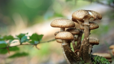 Locken Sammler in den Wald: Pilze. (Foto: pixabay)