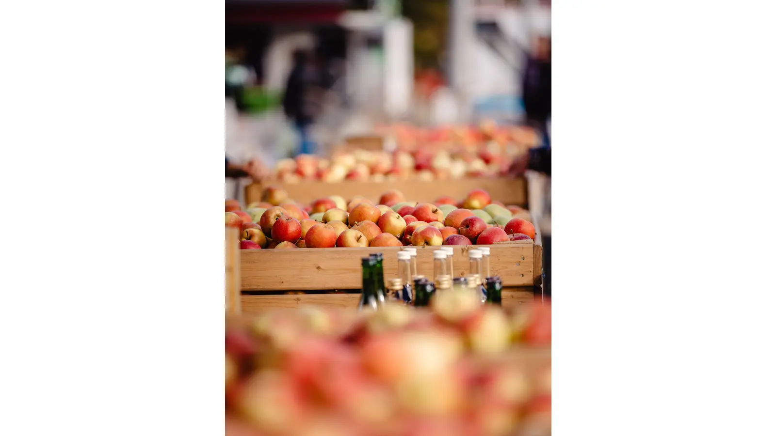 Der Apfel steht im Mittelpunkt der Countdown-Veranstaltung am 29. September 2025. (Foto: Marie-Christin Pratsch)