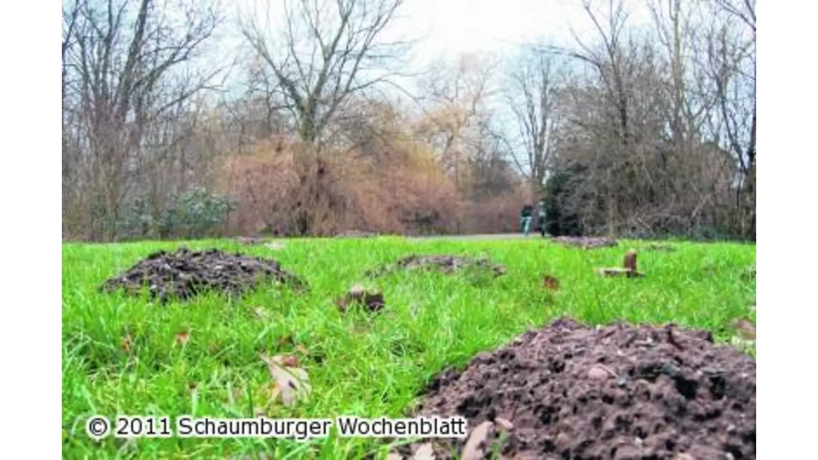 Bodenuntersuchung im Gemüsegarten (Foto: ste)