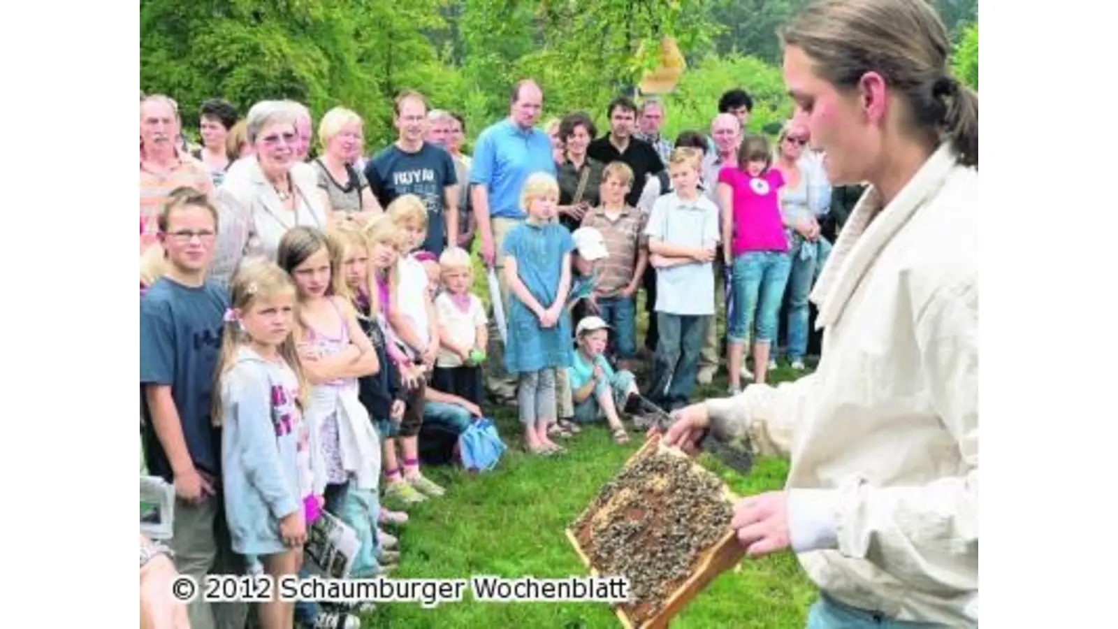 Tiefe Einblicke in Bienenstock und Waben (Foto: al)