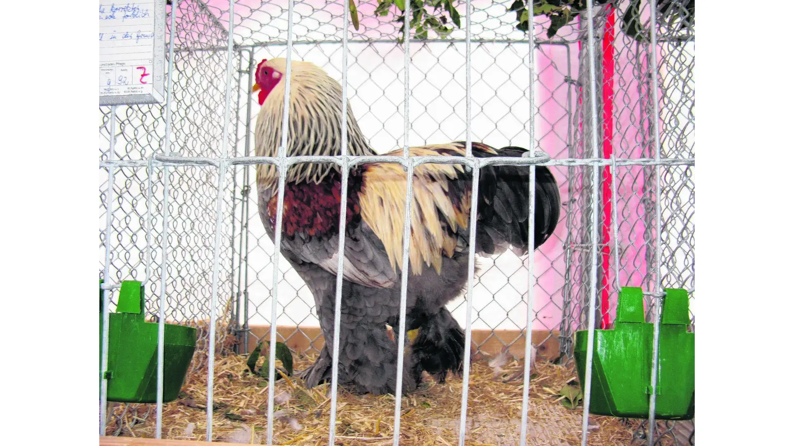 25-jähriges Jubiläum am Rassegeflügeltag (Foto: cr)