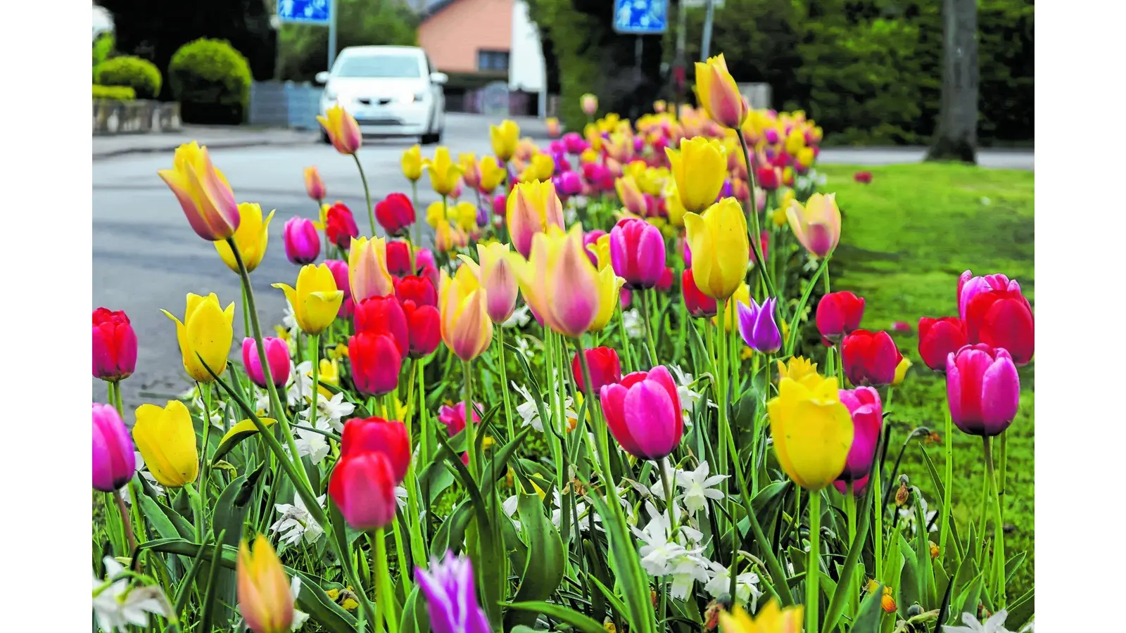 Hier blüht euch was (Foto: red)