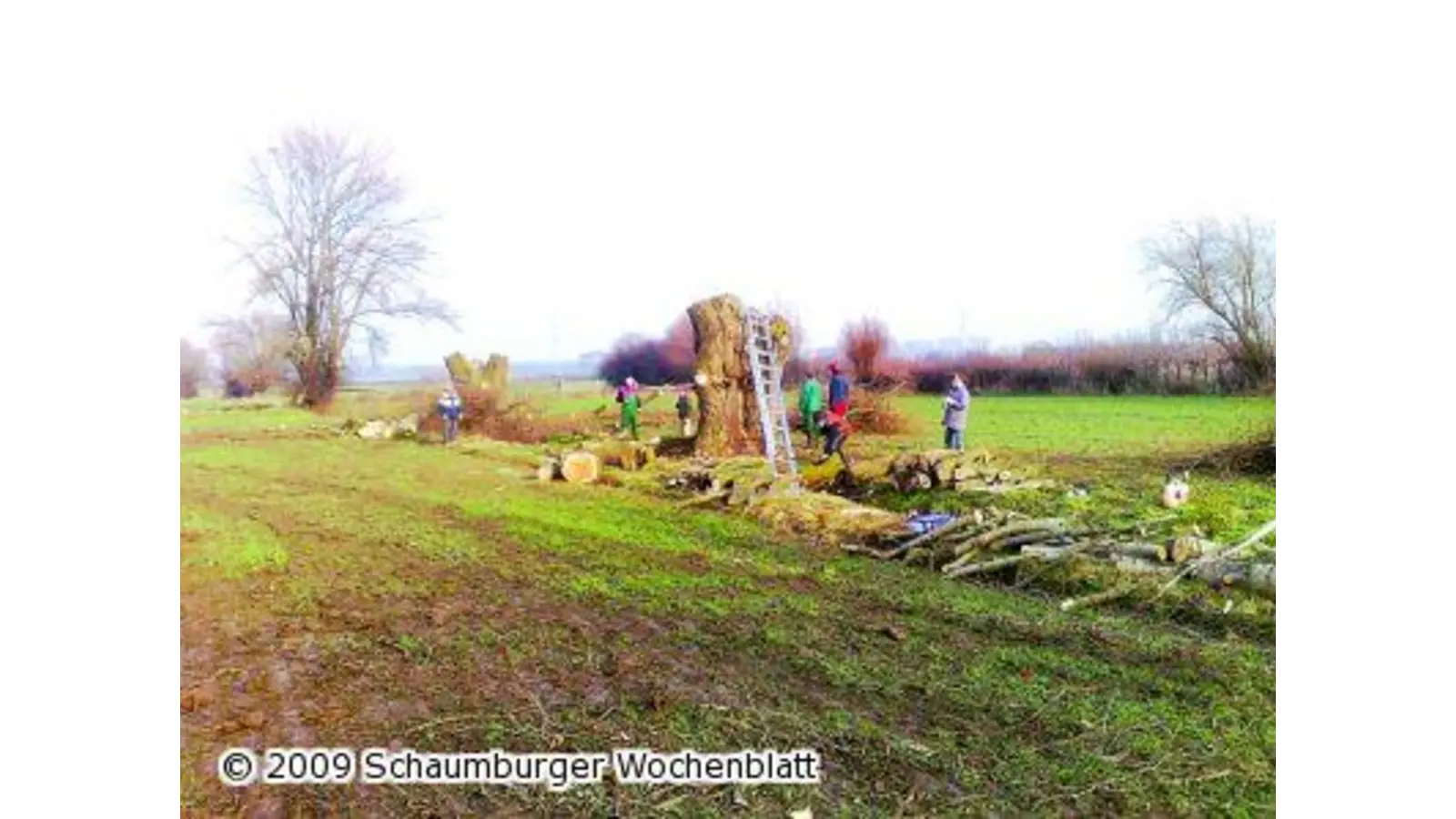 Schneiteln erhält Lebensräume (Foto: mk)