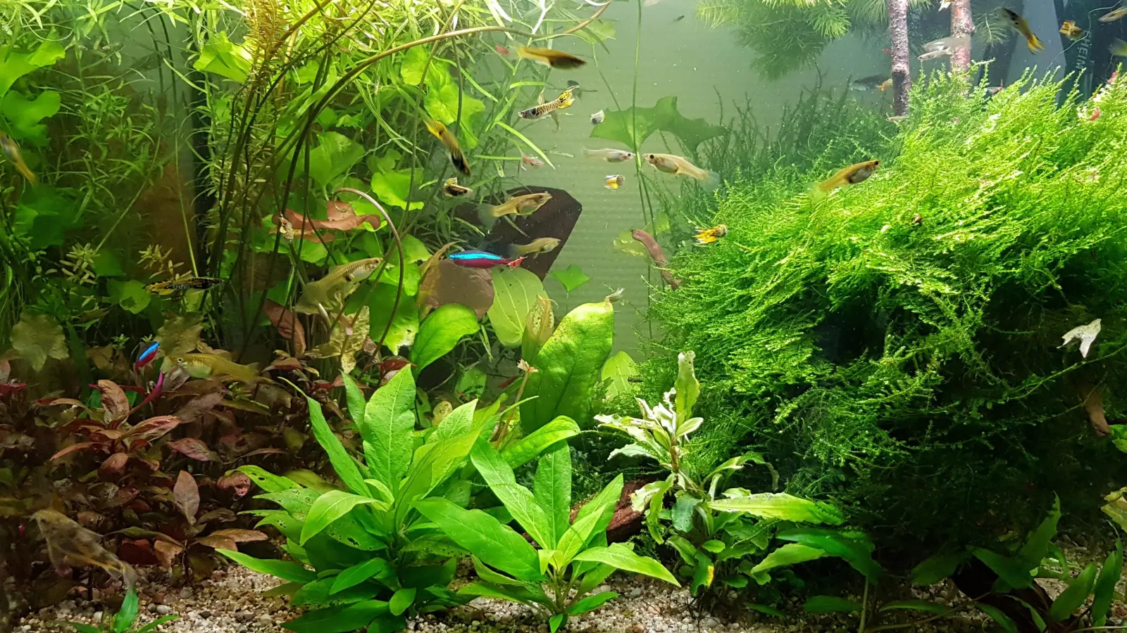 Anfang März findet die nächste Aquarienbörse in Rinteln statt. (Foto: privat)