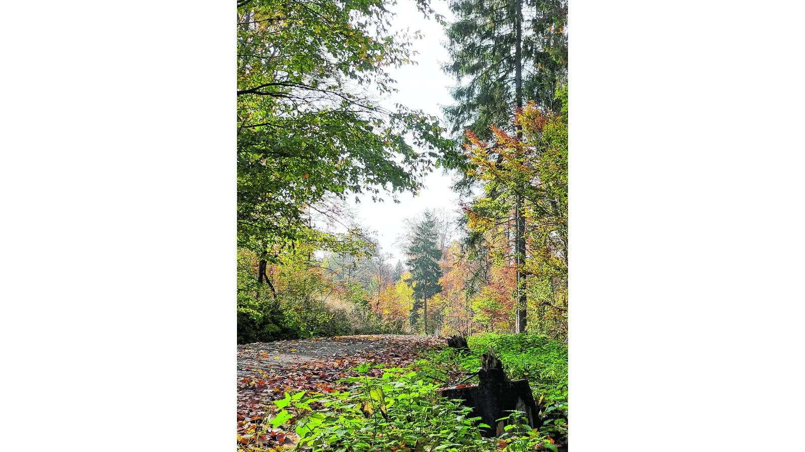 Mehr als nur der Borkenkäfer (Foto: al)