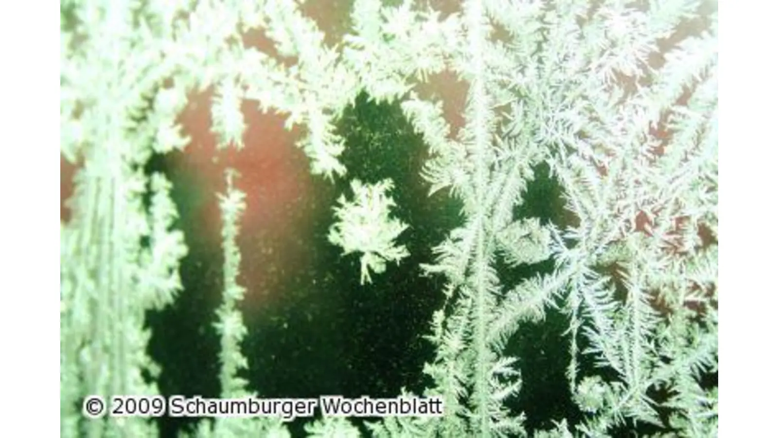 Ein frostiger Garten im Winter (Foto: ih)