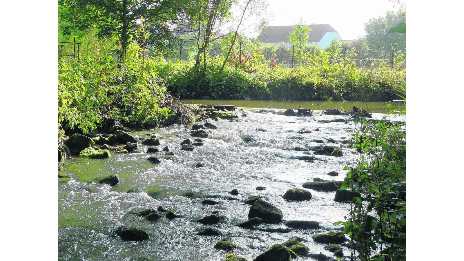 Tauziehen um die Bachbettpflege (Foto: al)