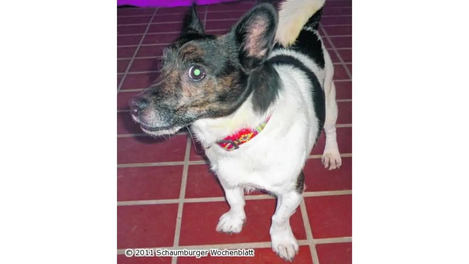 Wer kennt denTerrier-Mix (Foto: wtz)
