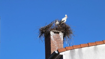 Mit Ausdauer: Das Storchenpaar baut auf dem Drahtgeflecht unvermindert weiter an einem Nest. (Foto: gi)