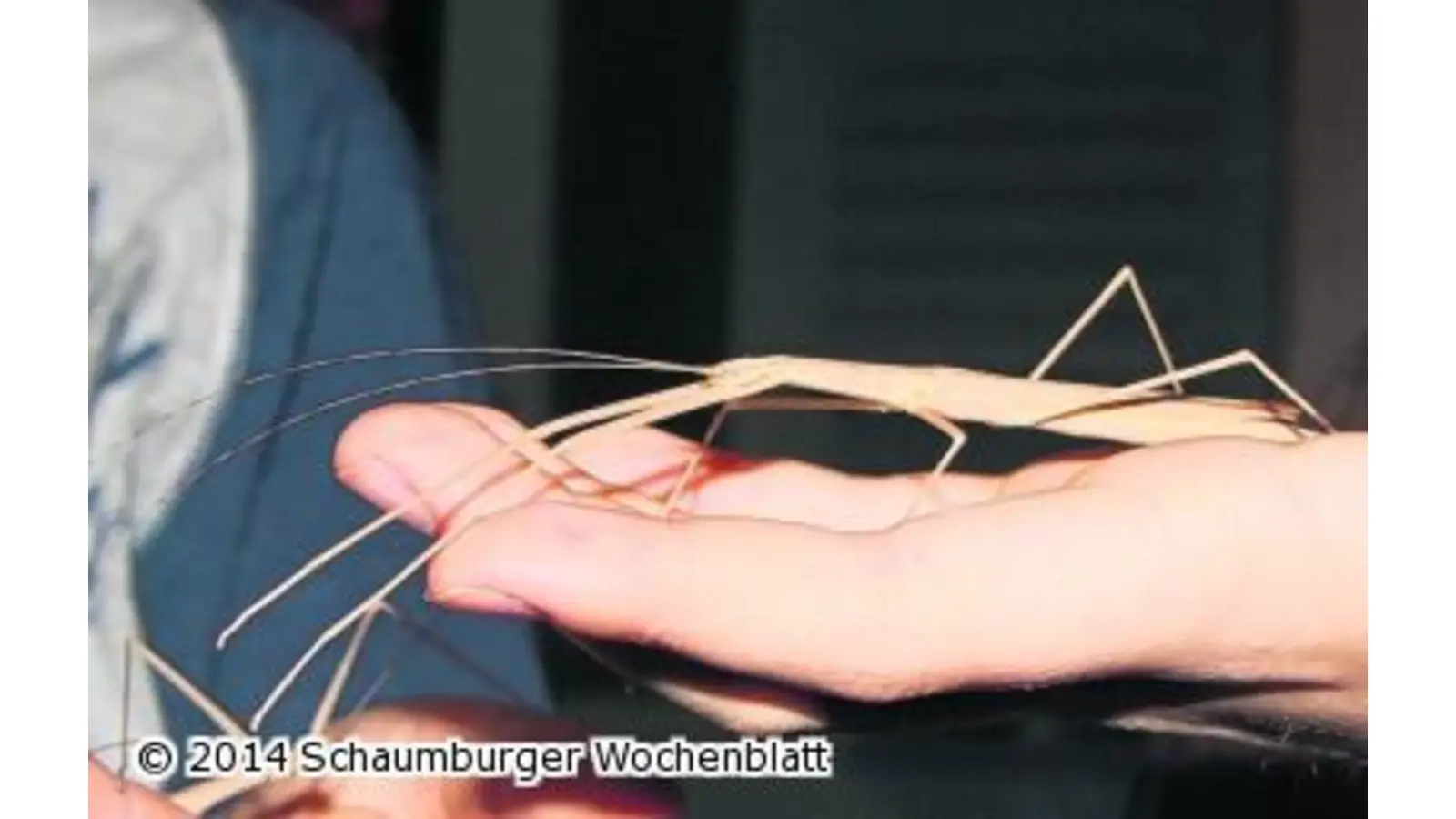 Lebendiger Einblick in das Schulleben (Foto: bb)
