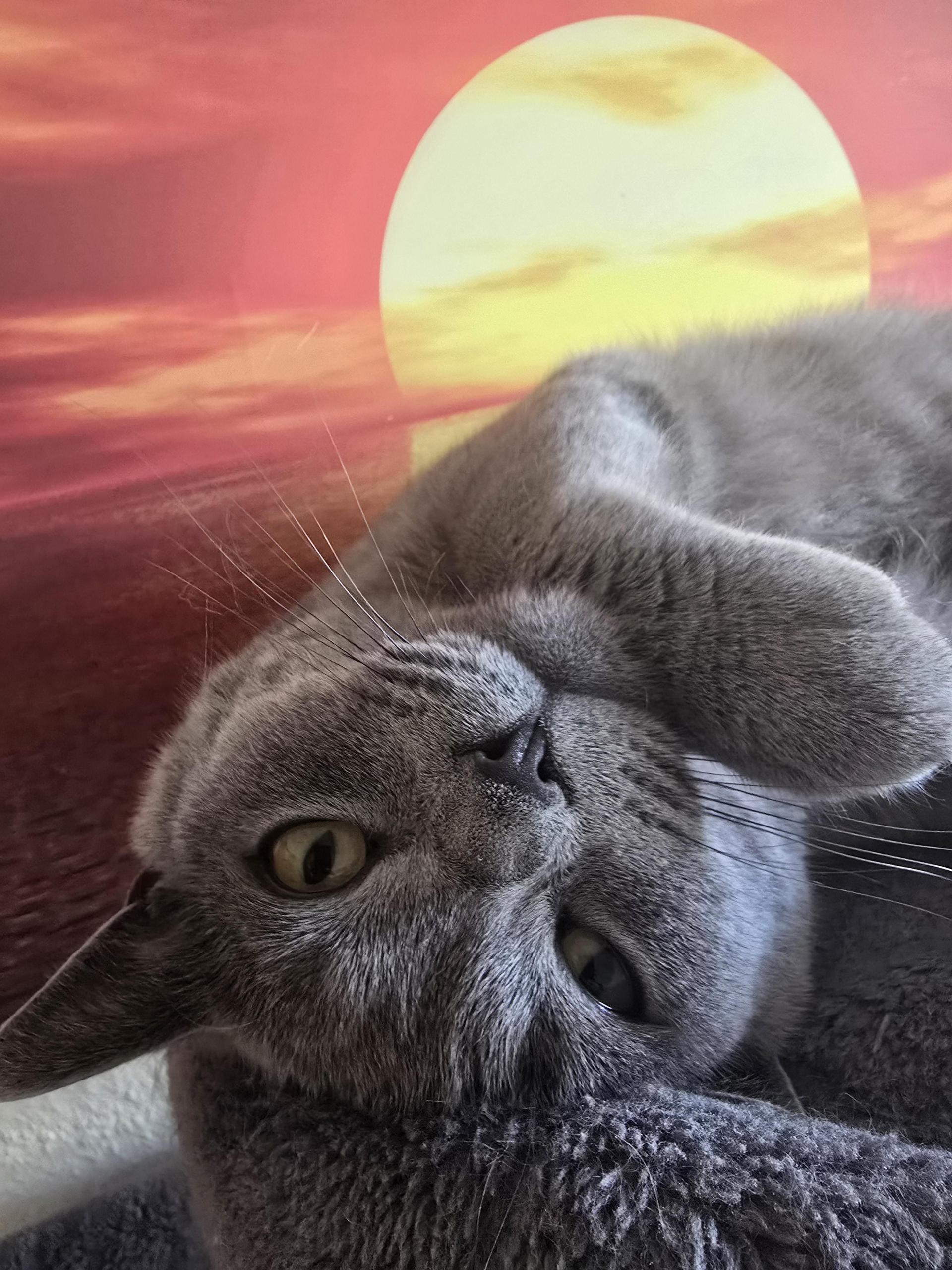 Katzen Top Ten - nicht nach der Platzierung sortiert. (Foto: *privat)
