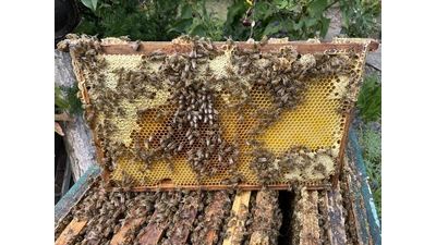 Bienen am Honigraum. (Foto: Bernd Kretschmer)