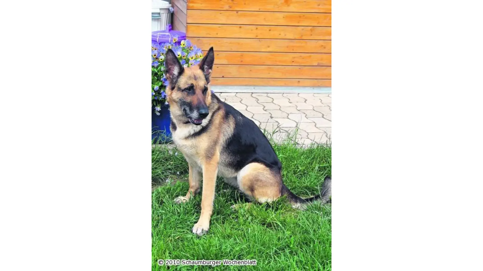 Unkomplizierter Begleiter (Foto: pd)