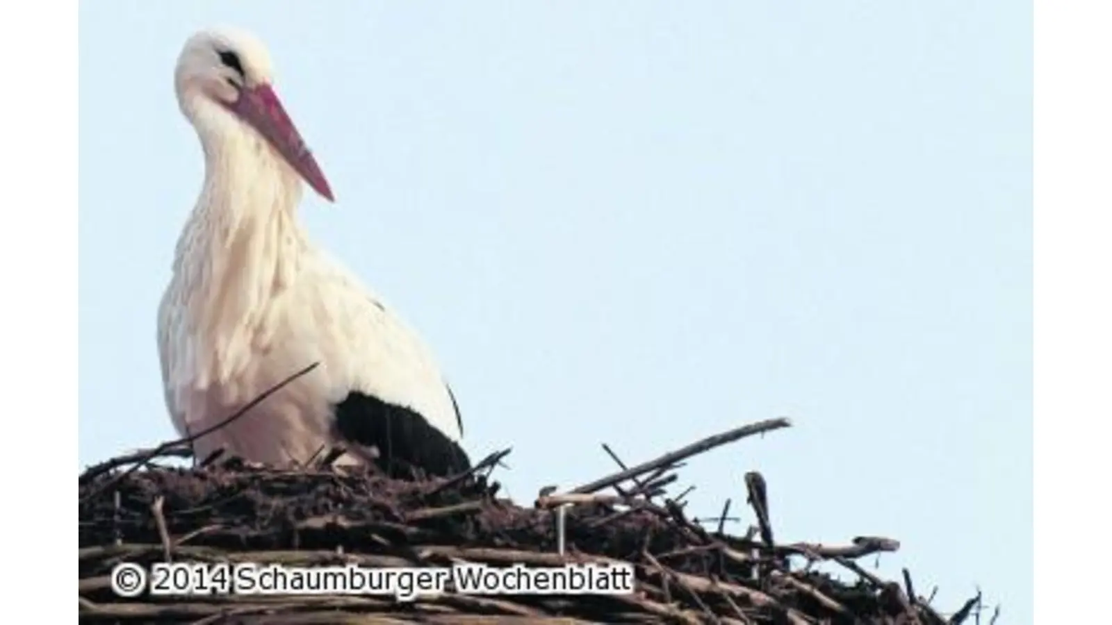 Der erste Storch ist in Auhagen eingeflogen (Foto: gi)