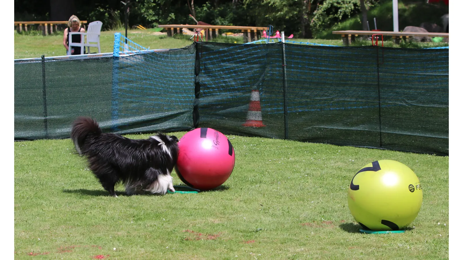 „Cap” stubst den Treibball geschickt in die richtige Richtung. (Foto: ste)