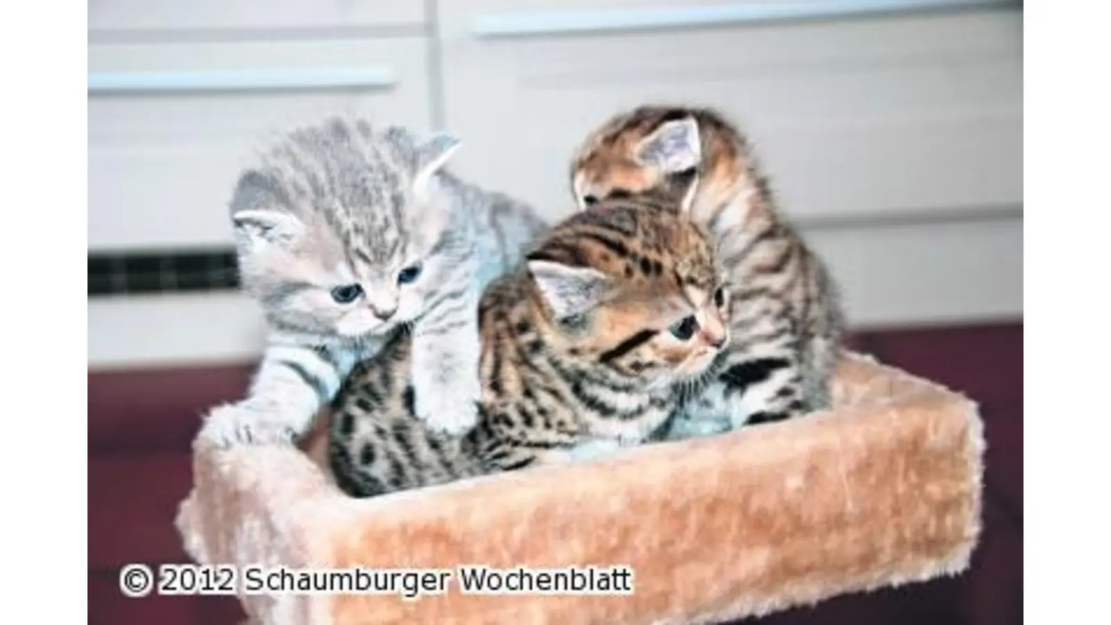 Rassekatzen schnurren im Kursaal (Foto: red)