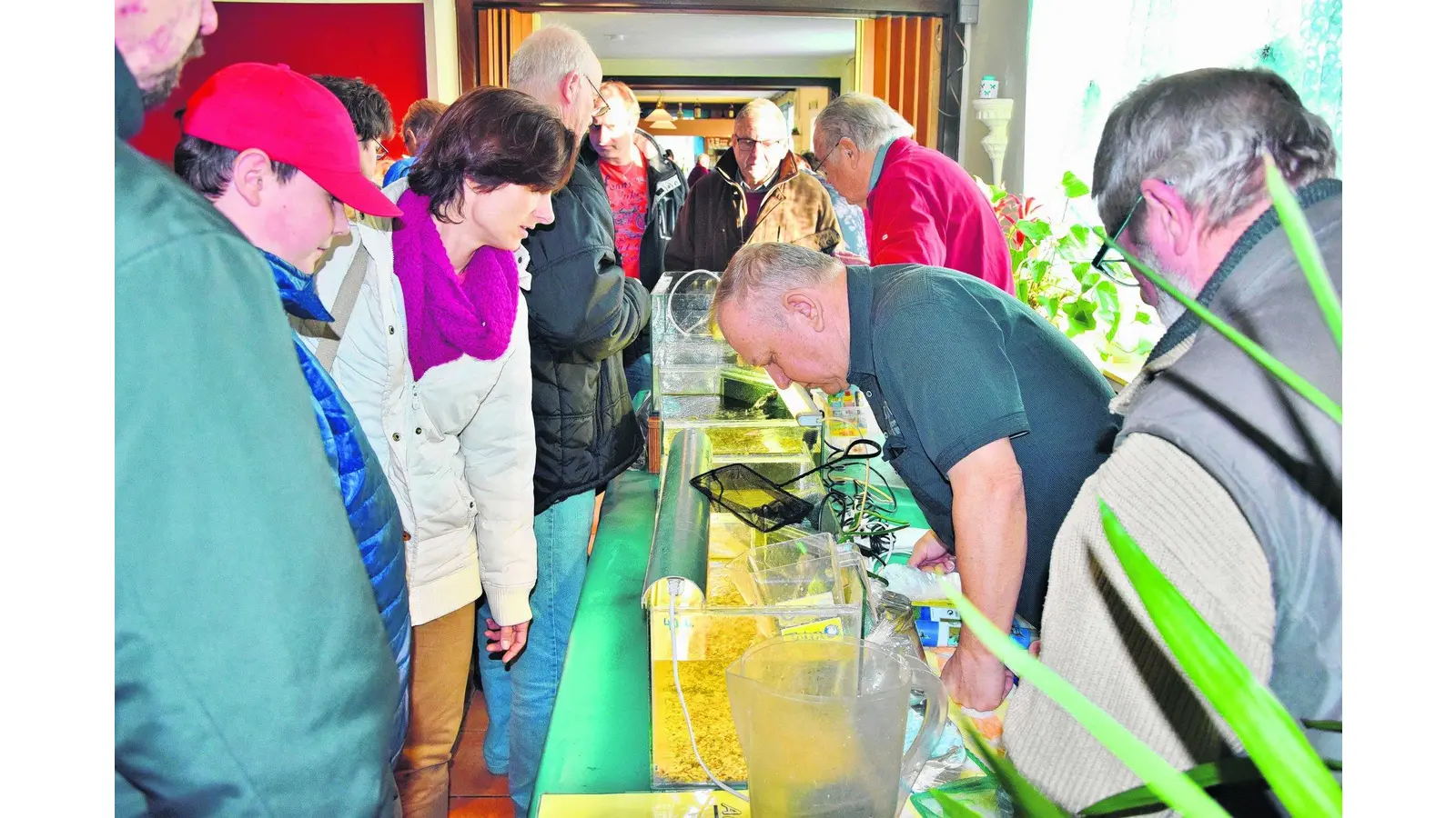 Die Nachwuchszüchter werden rar (Foto: red)