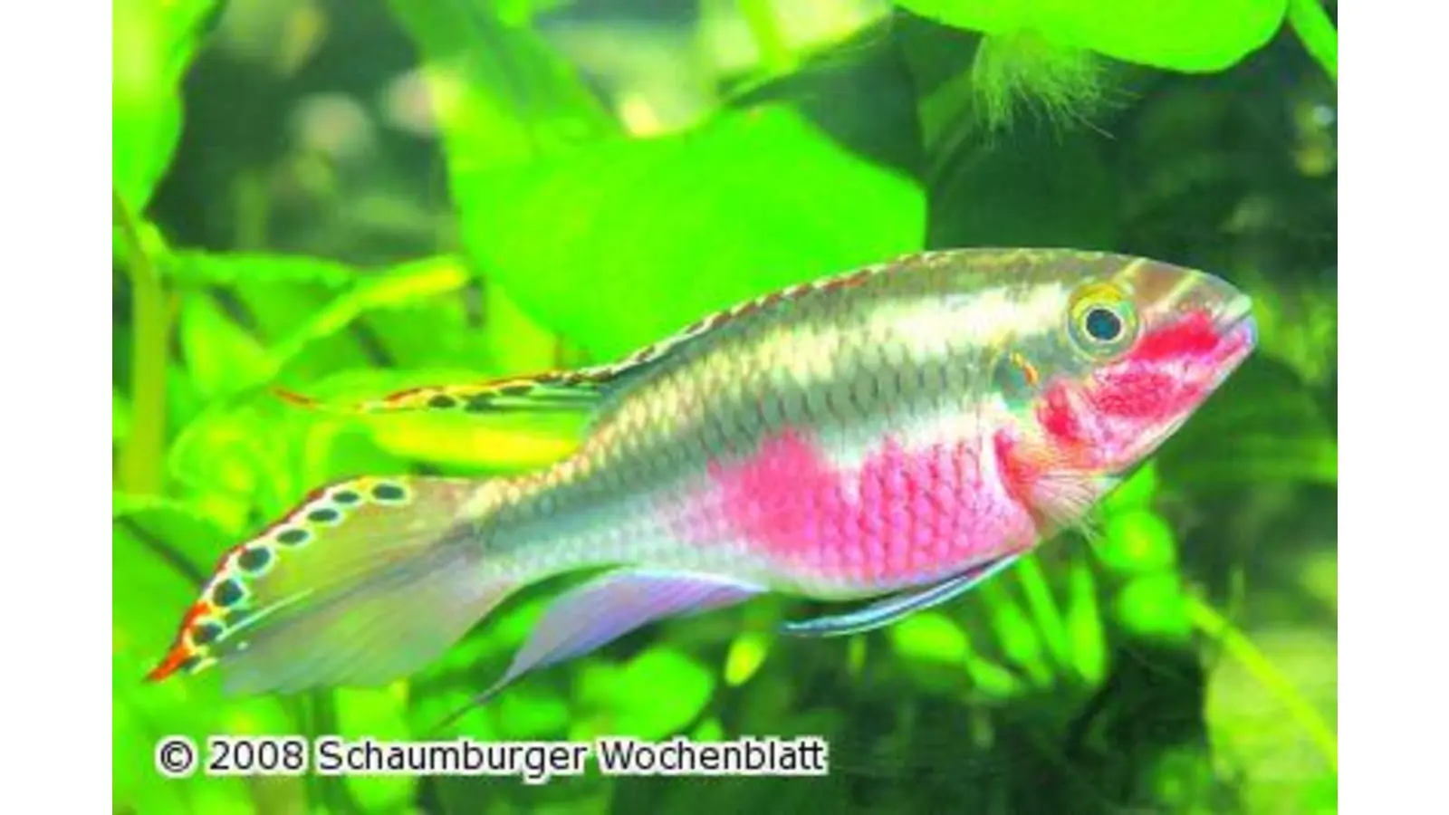 Sonntag ist wieder große Zierfischbörse (Foto: ste)