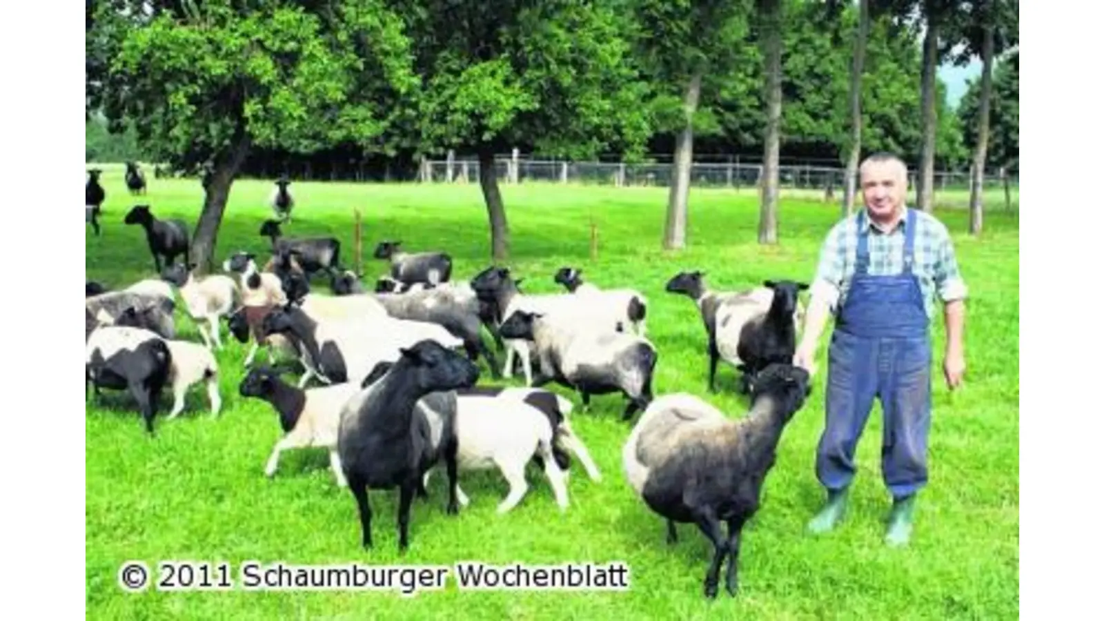 Schafzüchter Möller hat Angst um seine Tiere (Foto: tt)