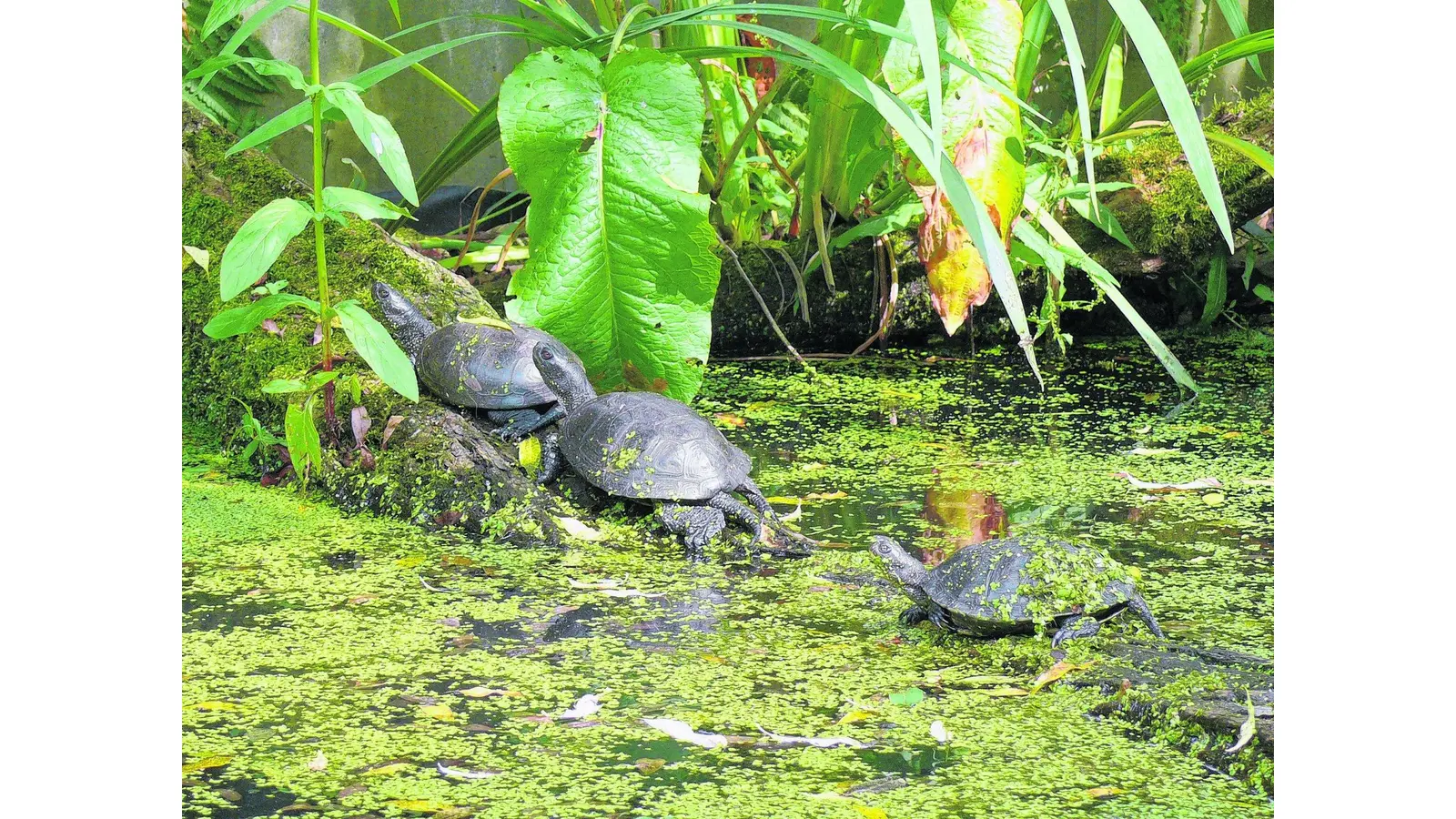 Einblicke in die Welt der Tiere (Foto: red)