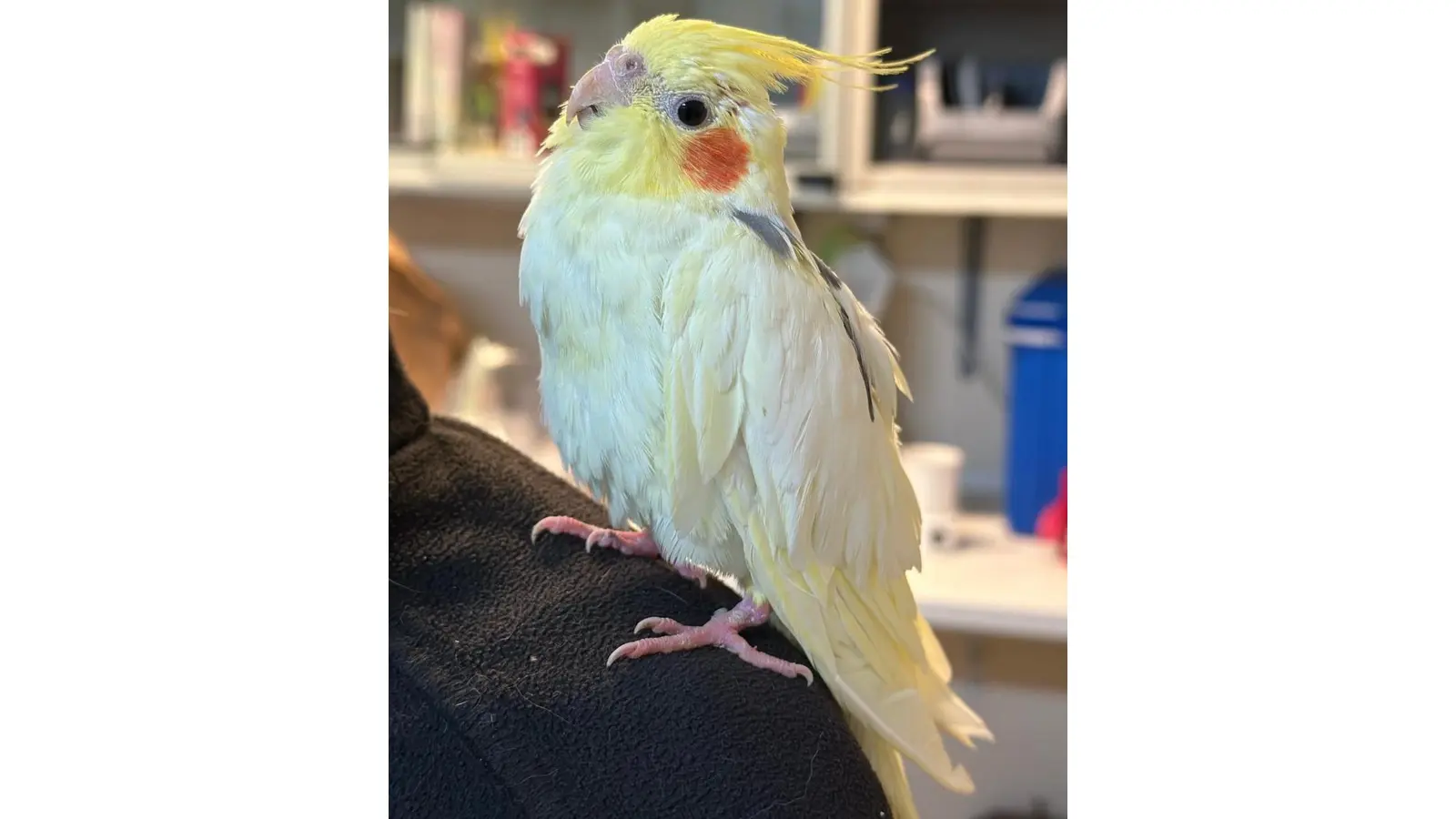 Die Wildtierstation sucht den Besitzer des in Lindhorst gefundenen Nymphensittichs.  (Foto: privat )