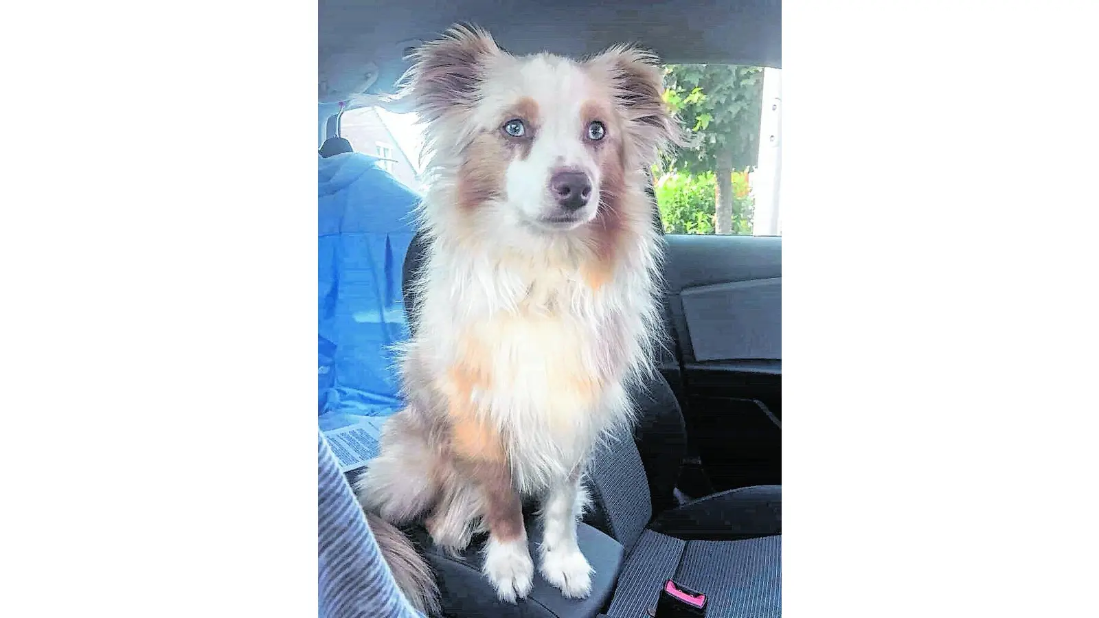 Nala wird immer noch vermisst (Foto: red)