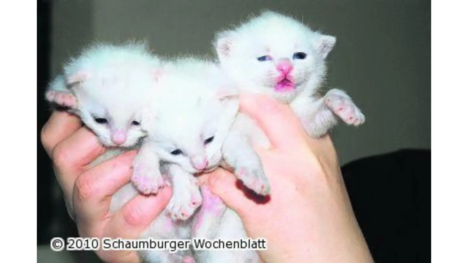 Tierschutzverein sucht Pflegestellen für Katzen (Foto: hb)