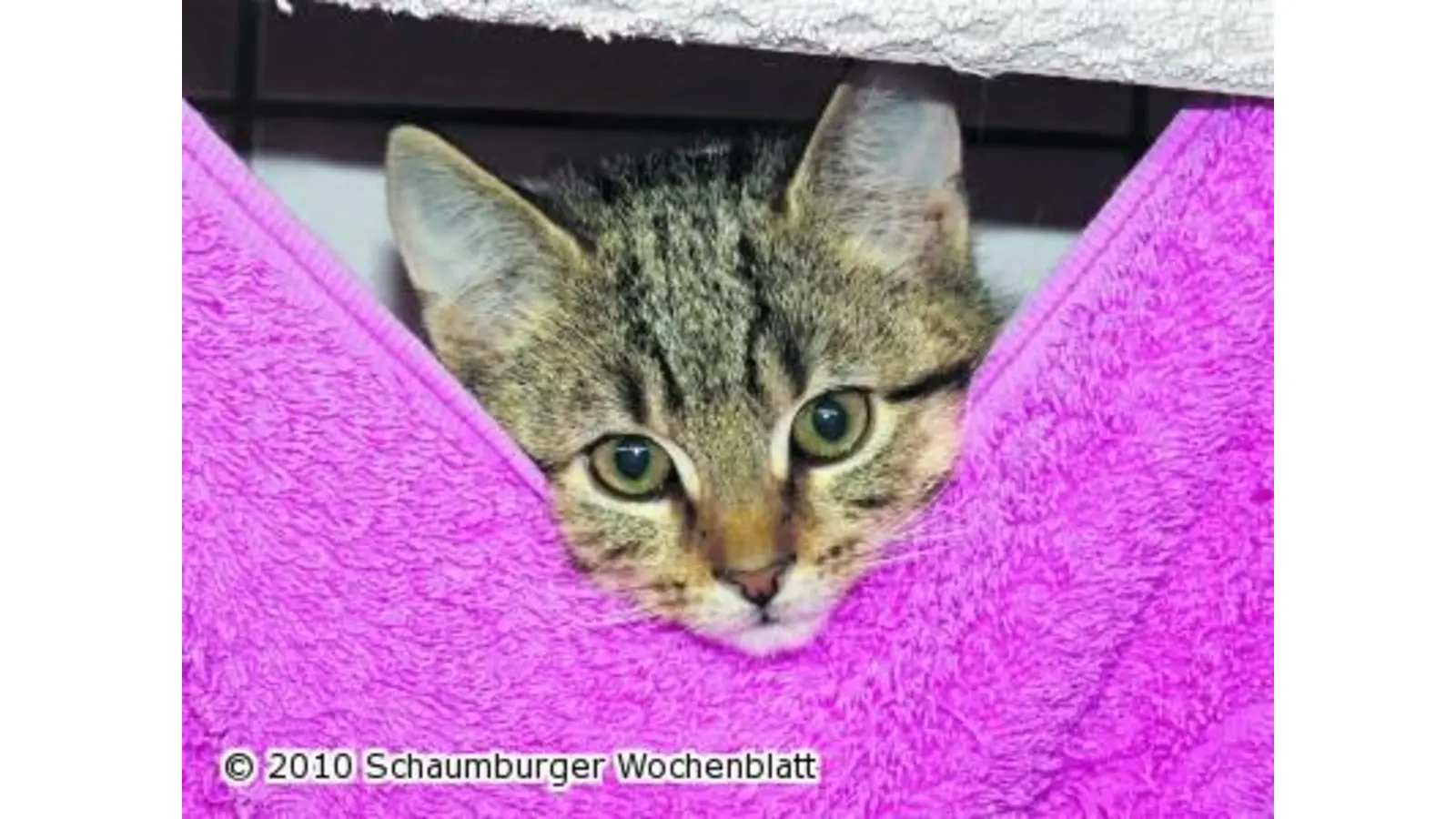 Tierschützer fordern Zwangskastration (Foto: pd)