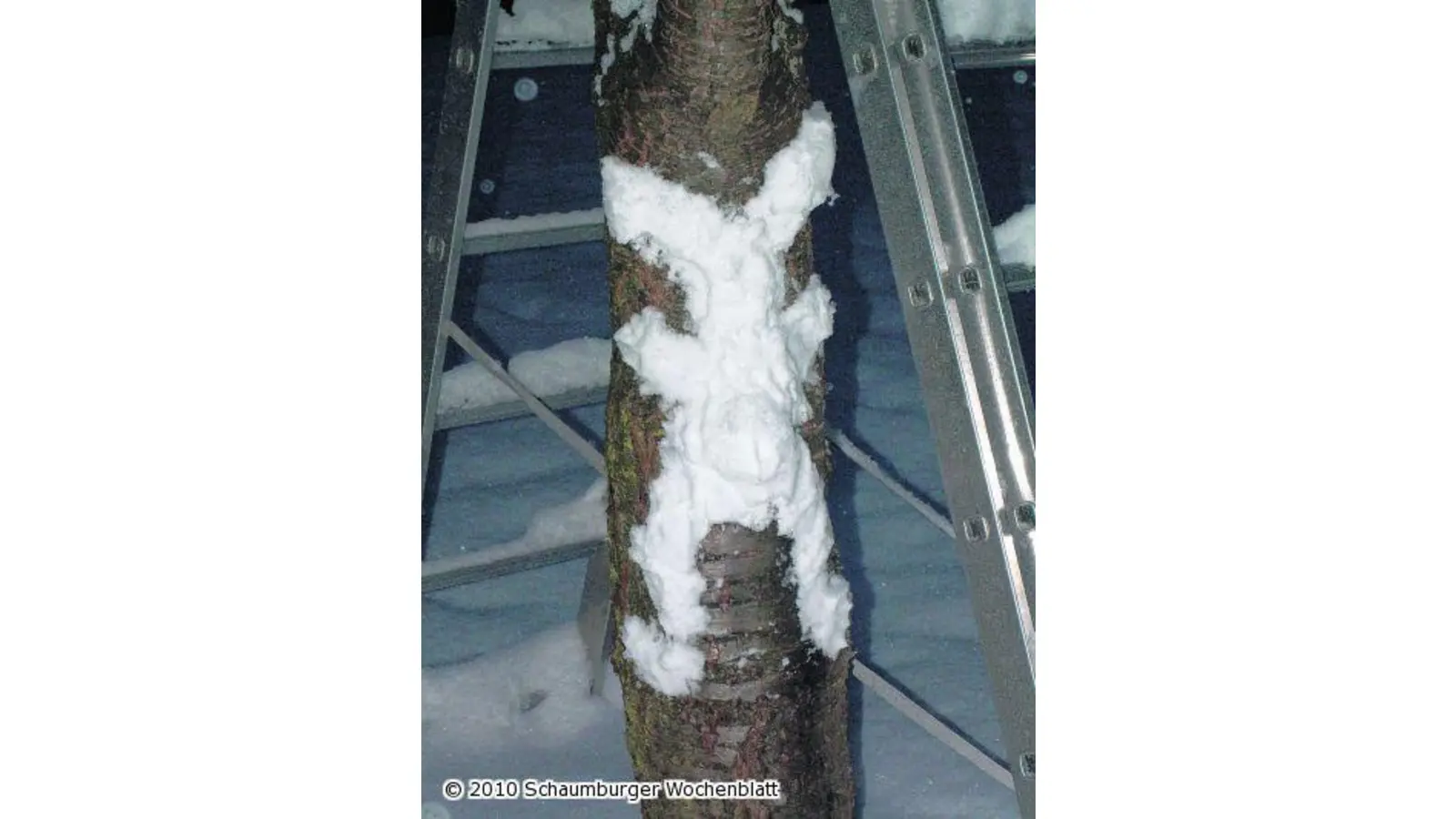 Ein Schneehase auf Abwegen (Foto: red)