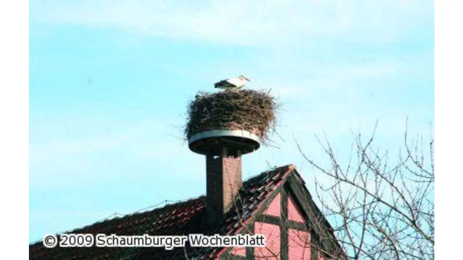 Erste Störche sind eingetroffen (Foto: gi)
