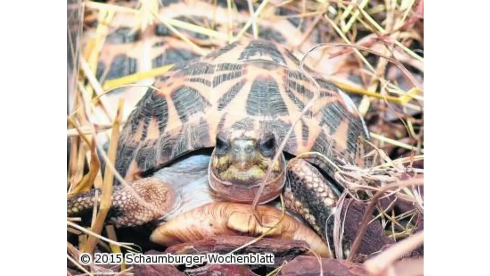 Spinnenschildkröten beschlagnahmt (Foto: em)