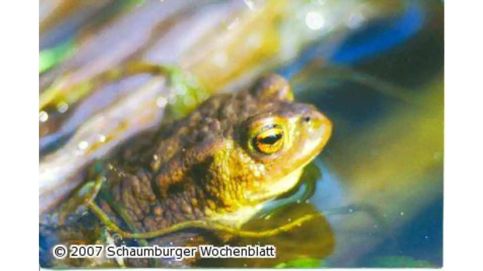 Baggern für ein Biotop (Foto: ste)