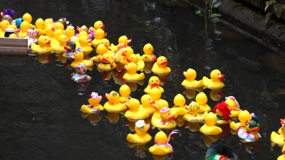„Entenpower“ auf der Südaue.  (Foto: gi)