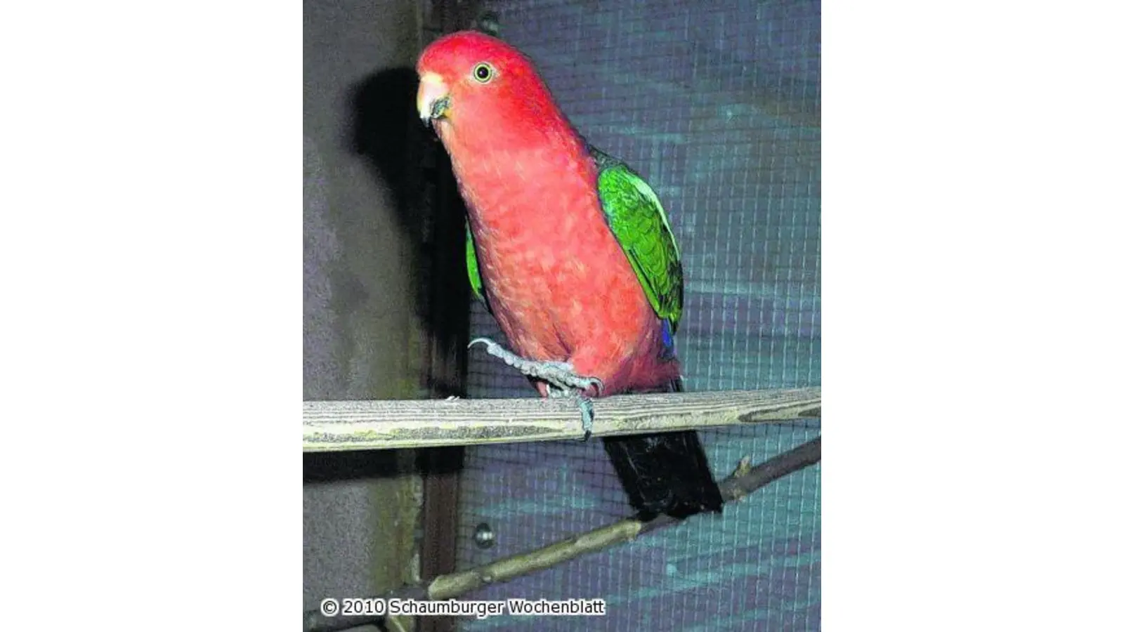 Vogelbörse in Lieth-Halle (Foto: red)